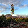 Sedona Century Plant