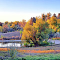Majestic Autumn Colorado